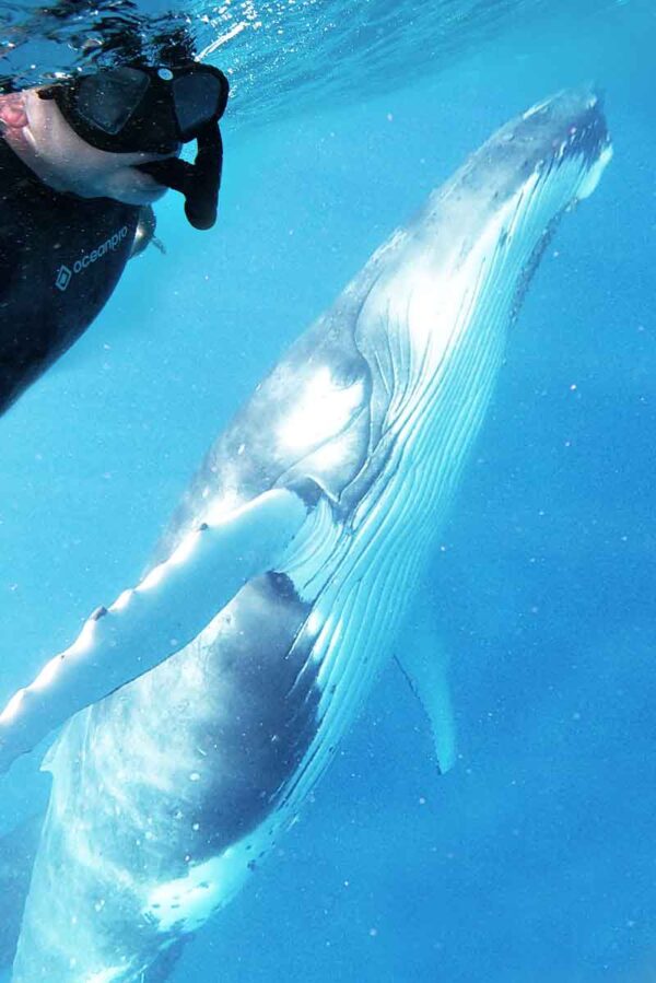 swim with humpback whales in Tonga