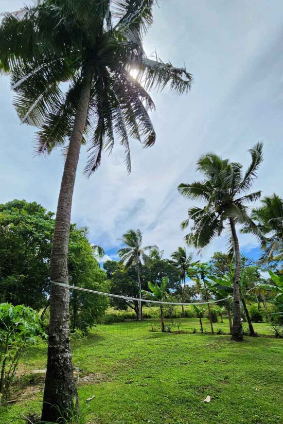 palm coconut tree volley ball net